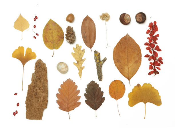 istock Autumn elements collection. Autumn seasonal composition with various elements: leaves, twigs, bark, cones, chestnut and stones. Design elemets isoated on white background. 1414222588