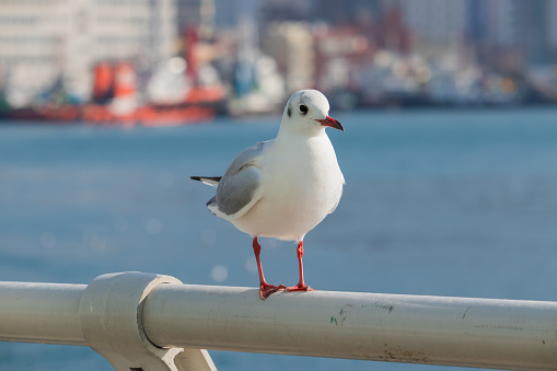 Closeup of a seagull, perching on a wooden pole at the outer harbour boston