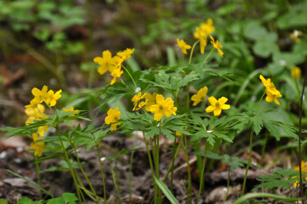 istock Spring in the forest blooms anemone yellow (Anemone ranunculoides). 1414224485