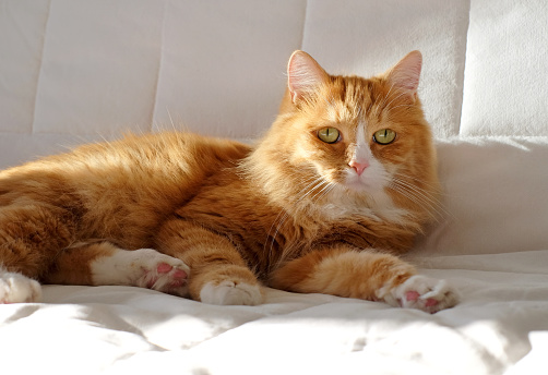 Portrait of ginger cat, relaxing on the white bed, with sunlight