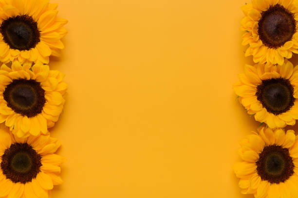 istock Ornamental sunflower flowers frame border background 1414227801