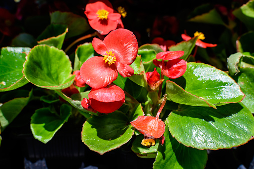 Small red begonia flowers with fresh green leaves in a garden pot in a sunny summer day, perennial flowering plants in the family Begoniaceae, vivid floral background in direct sunlight