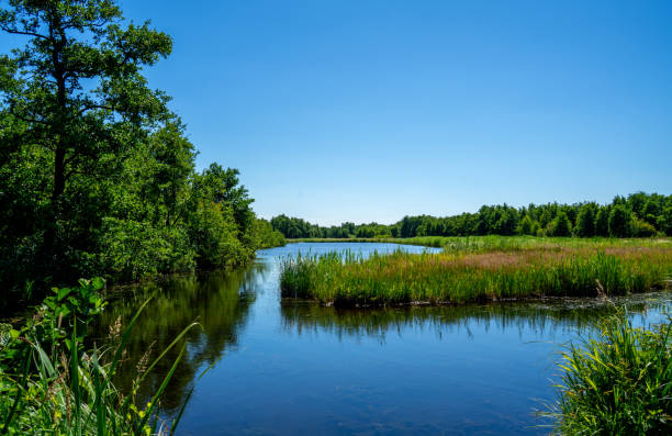 istock Large pool in a nature reserve in the Netherlands 1414233061