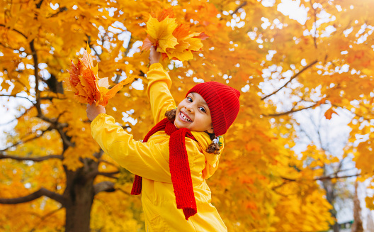 A girl with a wide smile, in a red hat and scarf, throws up red and yellow maple leaves in an autumn park imitating leaf fall.