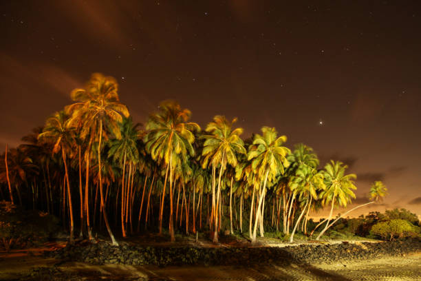 Palm Trees in Bahia, Brazil