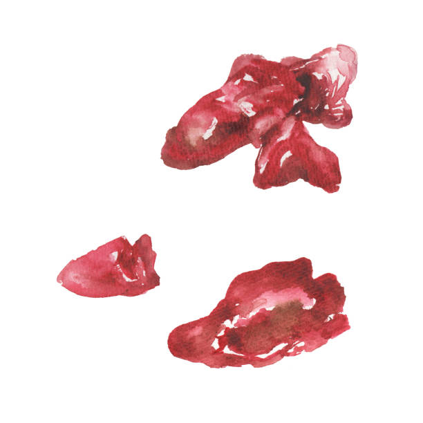 Illustration of chicken liver painted by watercolor Illustration of chicken liver painted by watercolor animal liver stock illustrations