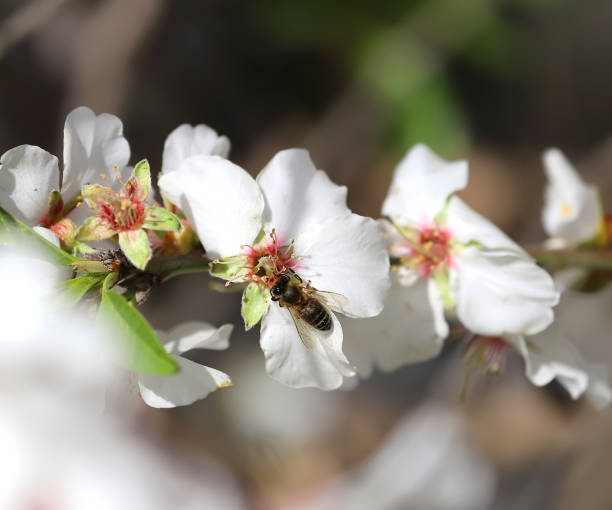 istock Bee sets on an almond tree branch with white flowers, close up 1414236123