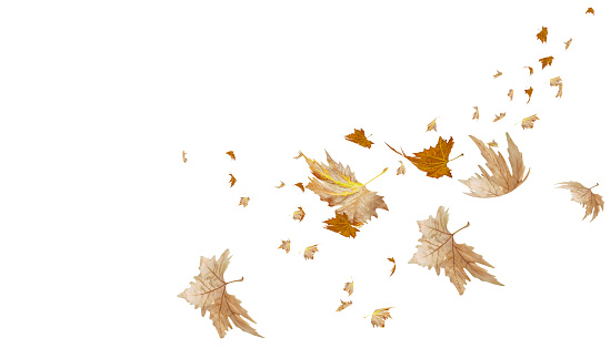 leaf leaves falling in autumn season isolated for background many - 3d rendering