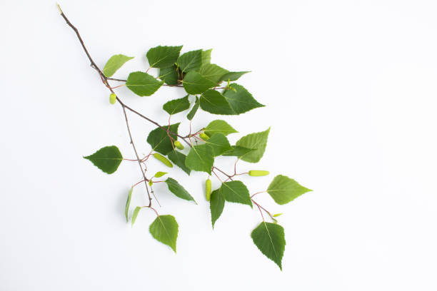istock Green birch branch on the white background. Close-up. Top view. 1414238411