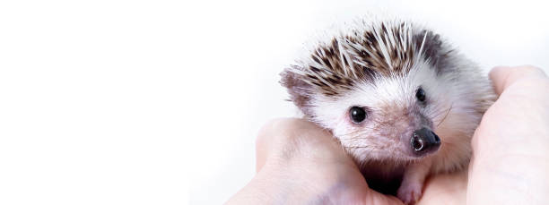 istock Hands stroking little African hedgehog, domestic pet, on white background 1414239432