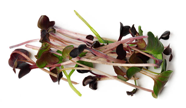 istock Bunch of micro green sprouts isolated on white background 1414240885