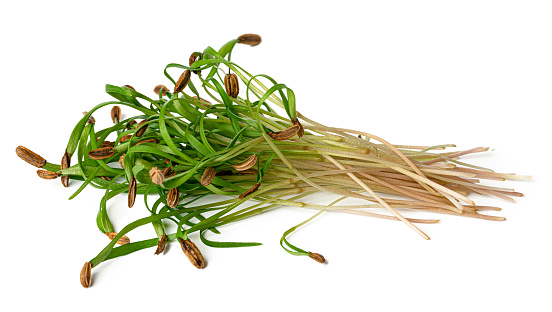 Bunch of micro green sprouts isolated on white background, close up.