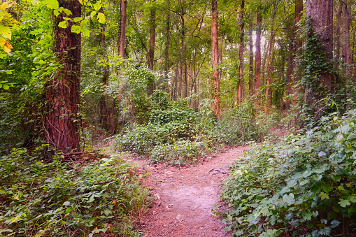 A dreamy landscape in summer of a dirt nature trail in a park forest with lush green leafy trees leading to a dramatic split into two different directions. A proverbial fork in the road. High dynamic range photo HDR