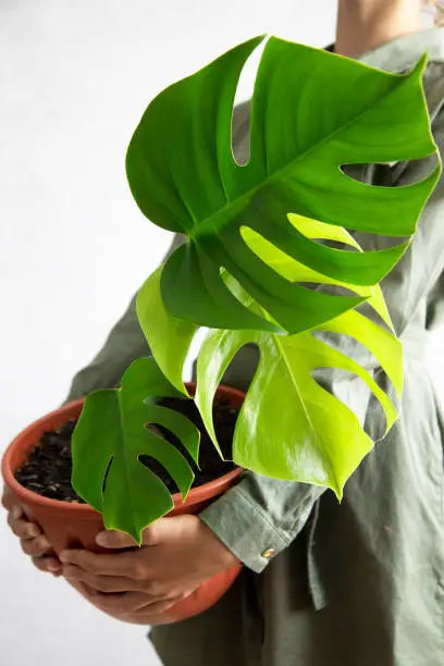 Photo of A young girl is holding a flower pot with a monstera plant in her hands. An evergreen tropical species. Daylight. The concept of home care for ornamental plants