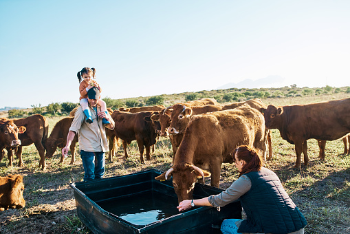 Caucasian family bonding with their cows on a farm together with the child on her fathers shoulders, on a sunny day in summer. Cattle herd drinking water from a plastic tank and eating grass outside