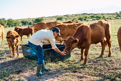 A meat or dairy farmer giving food to brown cows on a cow farm in a countryside. Man taking care and feeding animals in nature. A agriculture worker working on a green grass farming landscape
