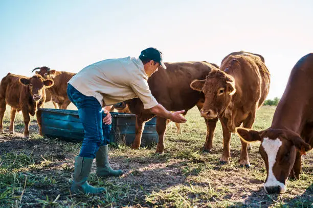 Photo of Cattle farmer feeding a herd of cows on an organic and sustainable farm outdoors on a sunny day. A caring agriculture expert or animal lover breeding livestock and taking care of it of farmland