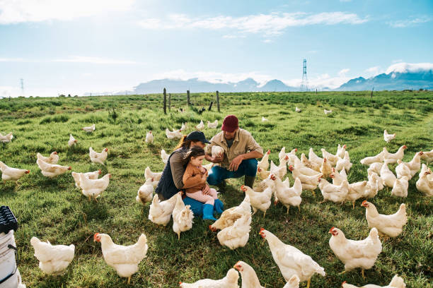 famille d’éleveurs de poulets nourrissant des poulets dans un domaine agricole avec des poules élevées pour l’industrie de la viande, des œufs et des animaux domestiques. agriculteur, femme et fille agenouillés se liant sur les terres agricoles av - agriculture chicken young animal birds photos et images de collection