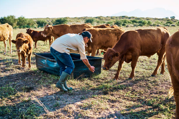 istock Farming, agriculture and breeding with a farmer on a cattle, dairy or beef farm, feeding and raising cows. Male agricultural worker working the land on an organic, sustainable and free range ranch 1414242902