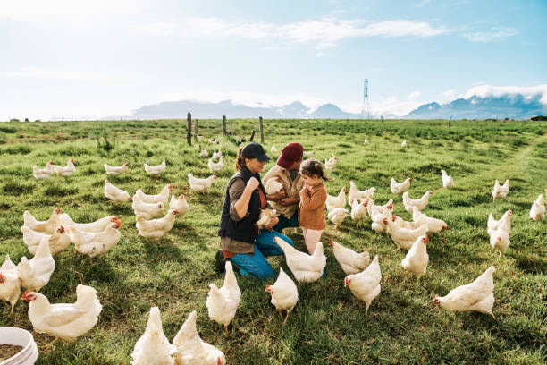 istock Farmer family on chicken farm bonding and spending time together while feeding animals on green, grassy countryside landscape field. Startup owners and parents of daughter working in agriculture. 1414242909