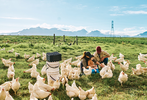 Farmers feeding chickens on an animal farm in the poultry farming or mass production industry. Rustic, rural or sustainable family on grass land with free range livestock in an eco friendly lifestyle
