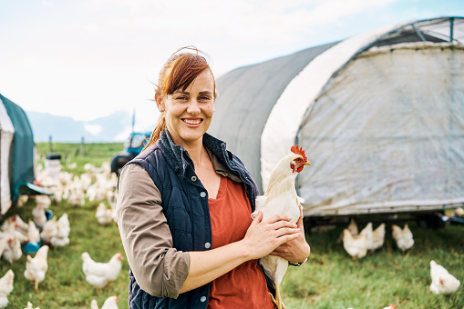 Farming, agriculture and breeding with a farmer on a chicken, poultry or bird farm, holding and caring for fowls. Female agricultural worker working on an organic, sustainable and free range ranch