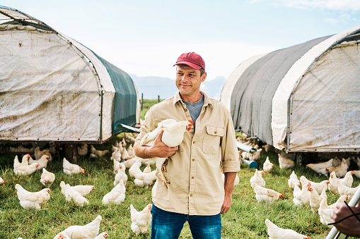 Chicken farmer holding a poultry bird and standing on farm, estate or pasture with chickens raised for meat industry, eggs and pets. A smiling, happy and proud man with his farming coop