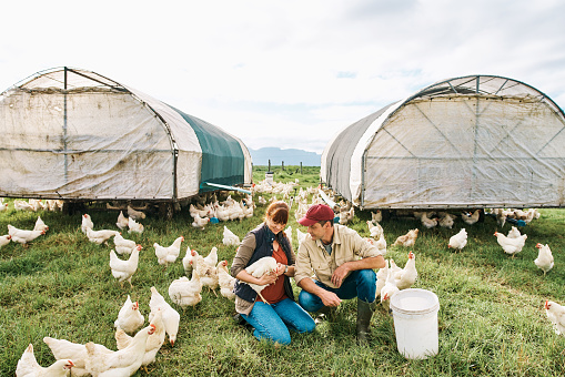 Farming, animals and lifestyle of a happy, loving and carefree couple feeding chickens on their sustainable organic poultry farm. Husband and wife caring for livestock in the rural countryside