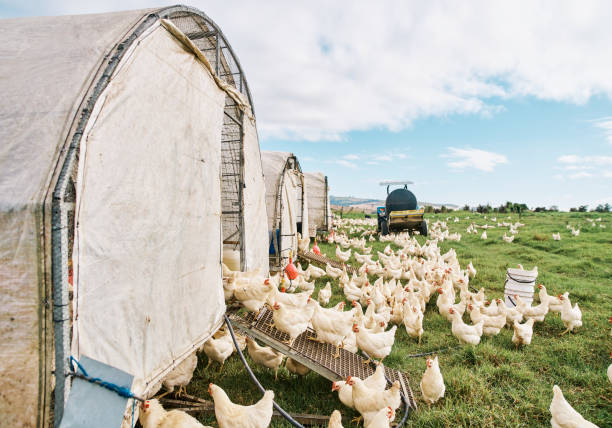 istock Chickens and livestock farming while free range poultry feed on green grass or pasture on a small sustainable and organic farm. Raising and breeding animals in the rural countryside in summer 1414242983