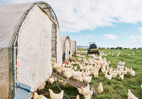 Agriculture, poultry and livestock farming while free range chickens feed on green grass or pasture on a sustainable organic farm. Raising and breeding animals in the rural countryside in summer