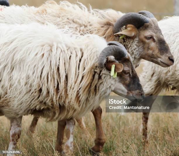 Herd Of Drenthe Heath Sheep Rams Stock Photo - Download Image Now