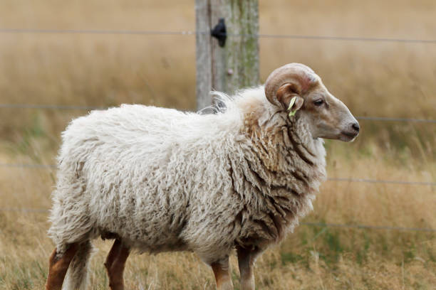 istock Herd of Drenthe Heath Sheep (Drents Heideschaap) Rams 1414243509