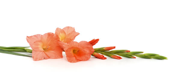un gladiolo naranja. - gladiolus flower white isolated fotografías e imágenes de stock