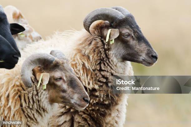 Herd Of Drenthe Heath Sheep Rams Portrait Stock Photo - Download Image Now