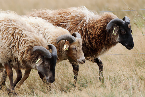 Herd of Drenthe Heath Sheep (Drents Heideschaap) Rams
