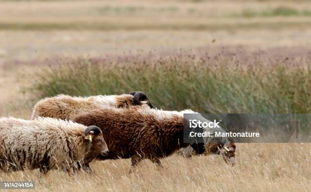 Herd Of Drenthe Heath Sheep Rams Stock Photo - Download Image Now