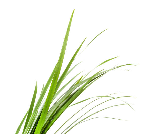 istock Bunch of long green grass. 1414244892