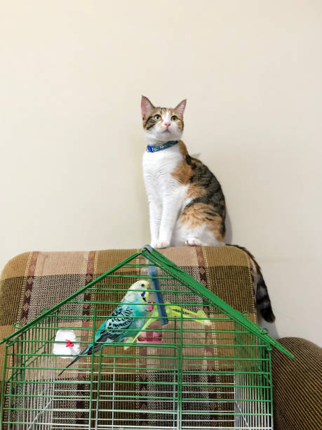 istock Our beautiful cat and our beautiful parakeet 1414246630