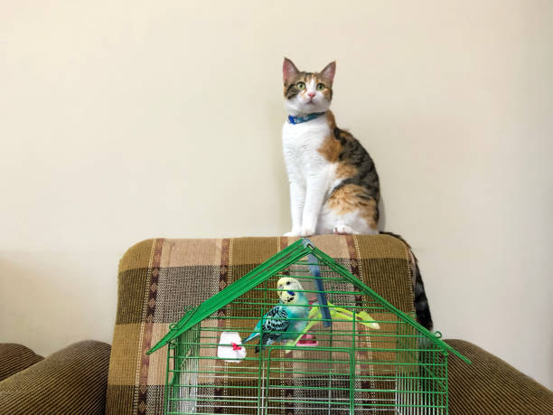 istock Mom's beautiful cat and beautiful budgie 1414246631