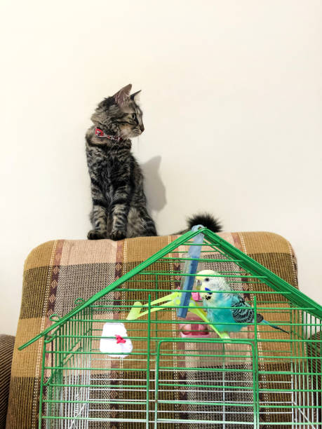 istock A dark tabby cat and yellow and blue parakeet's friendship. 1414246682