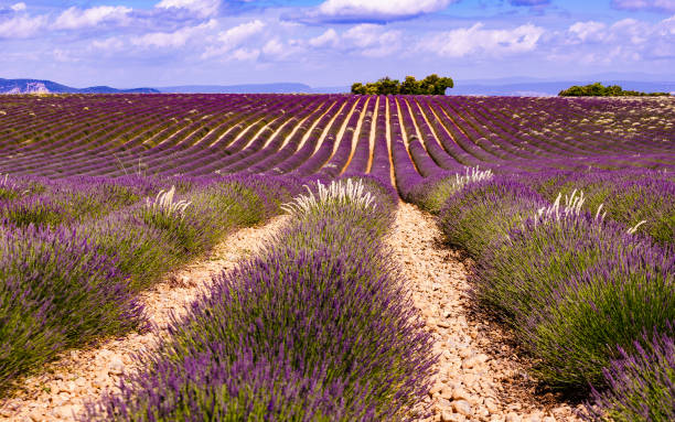 istock Provence landscape with lavender fields, France 1414246827