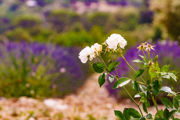 White rose flower against lavender purple field in Provence France. Flowering season.