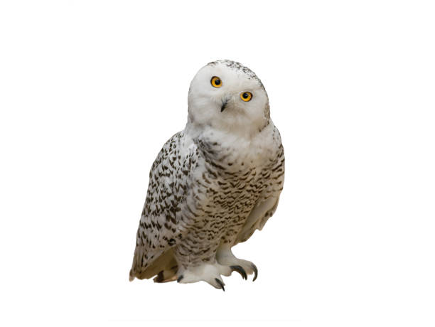 gufo delle nevi isolato su sfondo bianco - animal eye bird nature animal head foto e immagini stock