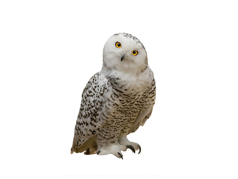 snowy owl isolated on white background