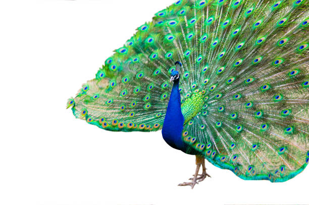 istock blue peacock with a loose tail on a white background 1414247041