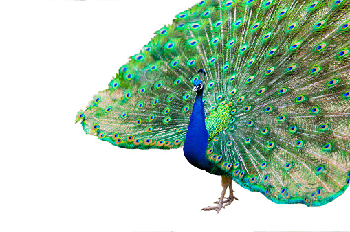 A colourful peacocks head looking at the camera and looking to the right metallic shiny looking colours of green and blue a big peacock eye with a dark background ￼￼