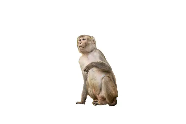 little monkey isolated on white background