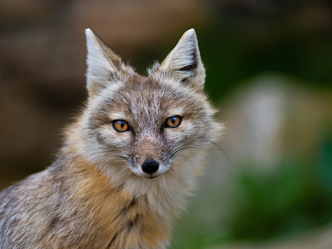 portrait corsac fox in wild nature
