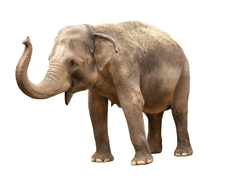 Stock photo showing close-up view of the head of an endangered Indian elephant close-up. Important as a beast of burden in India the elephant is also a sacred animals in the Hindu religion.