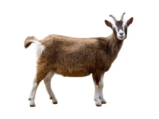 Photo of brown goat isolated on white background